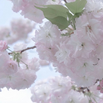 兽设性格设定技巧福瑞群